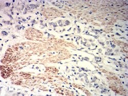 Invitrogen MYLK Monoclonal Antibody (7F2B11) 100 &mu;g; Unconjugated:Antibodies,