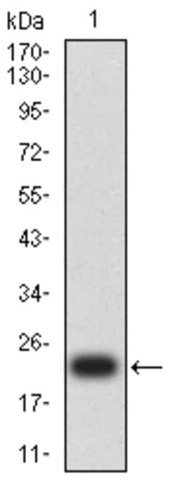 Invitrogen MYLK Monoclonal Antibody (7F2B11) 100 &mu;g; Unconjugated:Antibodies,