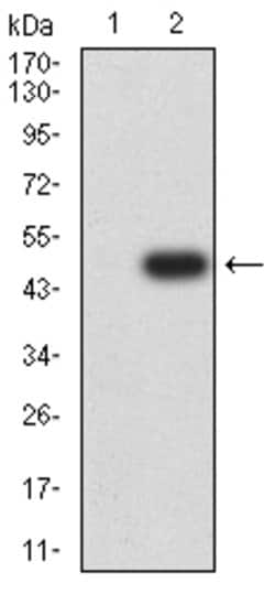 Invitrogen MYLK Monoclonal Antibody (7F2B11) 100 &mu;g; Unconjugated:Antibodies,