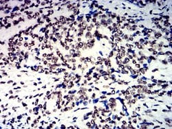 Invitrogen hnRNP M Monoclonal Antibody (5G6C11) 100 &mu;g; Unconjugated:Antibodies,
