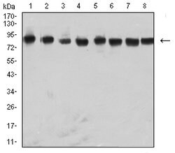 Invitrogen hnRNP M Monoclonal Antibody (5G6C11) 100 &mu;g; Unconjugated:Antibodies,