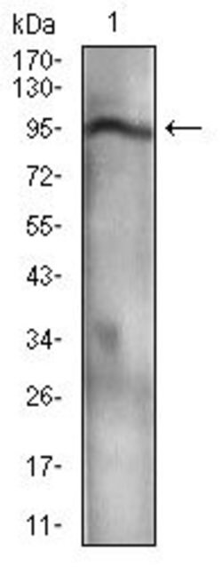 Invitrogen NBS1 Monoclonal Antibody (7E4C2) 100 &mu;g; Unconjugated:Antibodies,