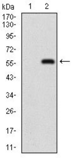 Invitrogen NBS1 Monoclonal Antibody (7E4C2) 100 &mu;g; Unconjugated:Antibodies,