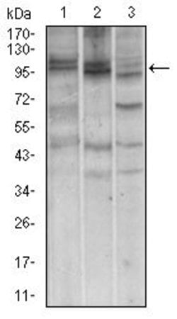 Invitrogen NBS1 Monoclonal Antibody (7E4A2) 100 &mu;g | Buy Online | Invitrogen&trade; | Fisher Scientific