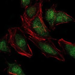 Invitrogen NEDD8 Monoclonal Antibody (5B8) 100 &mu;g; Unconjugated:Antibodies,