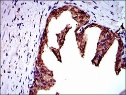Invitrogen NEDD8 Monoclonal Antibody (5B8) 100 &mu;g; Unconjugated:Antibodies,