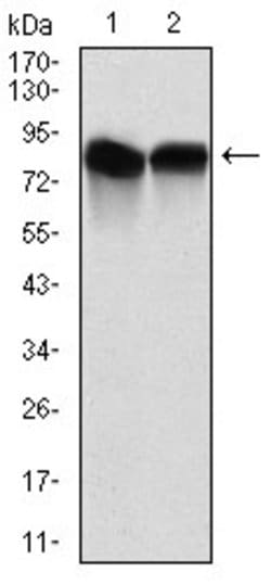 Invitrogen NEDD8 Monoclonal Antibody (5B8) 100 &mu;g; Unconjugated:Antibodies,