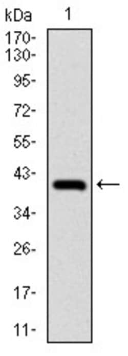 Invitrogen NEDD8 Monoclonal Antibody (5B8) 100 &mu;g; Unconjugated:Antibodies,