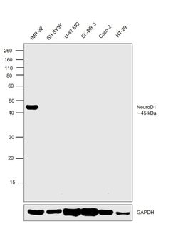 NeuroD1 Monoclonal Antibody (4G12B4):Antibodies, Monoclonal