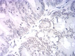 NeuroD1 Monoclonal Antibody (4G12B4):Antibodies, Monoclonal