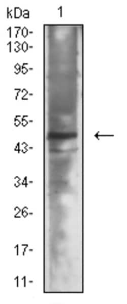 NeuroD1 Monoclonal Antibody (4G12B4):Antibodies, Monoclonal