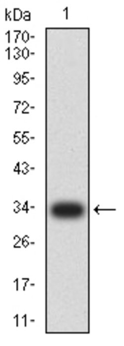 NeuroD1 Monoclonal Antibody (4G12B4):Antibodies, Monoclonal