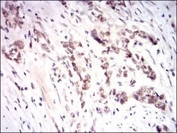 Invitrogen Nrf2 Monoclonal Antibody (1A6G6) 100 &mu;g; Unconjugated:Antibodies,