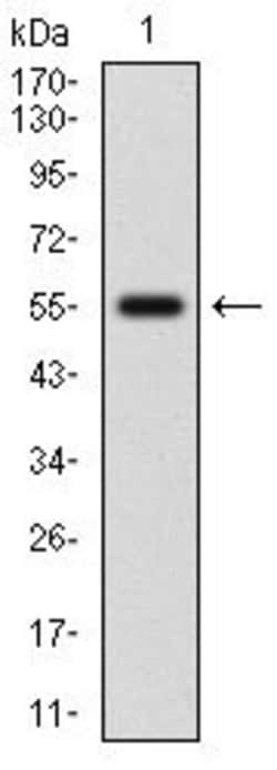 Invitrogen Nrf2 Monoclonal Antibody (1A6G6) 100 &mu;g; Unconjugated:Antibodies,