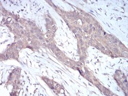 Invitrogen NOX4 Monoclonal Antibody (3H2G11) 100 &mu;g | Buy Online | Invitrogen&trade; | Fisher Scientific