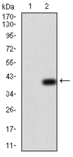 Invitrogen NOX4 Monoclonal Antibody (3H2G11) 100 &mu;g | Buy Online | Invitrogen&trade; | Fisher Scientific