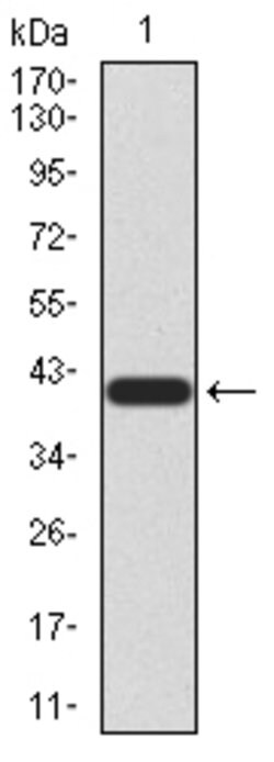 Invitrogen TrkB Monoclonal Antibody (10B6C4) 100 &mu;g; Unconjugated:Antibodies,