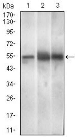 Invitrogen PAX3 Monoclonal Antibody (7D8G7) 100 &mu;g | Buy Online | Invitrogen&trade; | Fisher Scientific