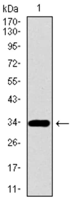 Invitrogen PAX3 Monoclonal Antibody (7D8G7) 100 &mu;g | Buy Online | Invitrogen&trade; | Fisher Scientific
