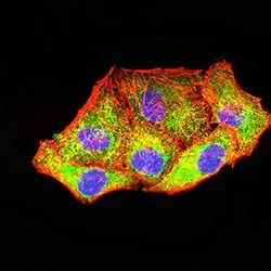 Invitrogen PCK2 Monoclonal Antibody (3D3D9) 100 &mu;g; Unconjugated:Antibodies,