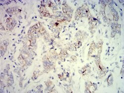 Invitrogen PCK2 Monoclonal Antibody (3D3D9) 100 &mu;g; Unconjugated:Antibodies,