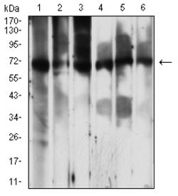Invitrogen PCK2 Monoclonal Antibody (3D3D9) 100 &mu;g; Unconjugated:Antibodies,