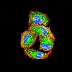 Invitrogen PIK3R4 Monoclonal Antibody (5H3A11) 100 &mu;g; Unconjugated:Antibodies,