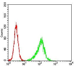 Invitrogen PLCG2 Monoclonal Antibody (3A8B6) 100 &mu;g; Unconjugated:Antibodies,