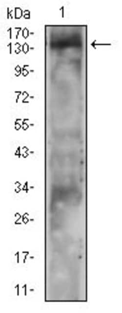 Invitrogen PLCG2 Monoclonal Antibody (3A8B6) 100 &mu;g; Unconjugated:Antibodies,