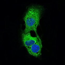 Invitrogen ADFP Monoclonal Antibody (2C5H8) 100 &mu;g; Unconjugated:Antibodies,