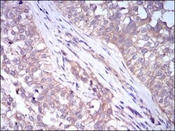Invitrogen ADFP Monoclonal Antibody (2C5H8) 100 &mu;g; Unconjugated:Antibodies,