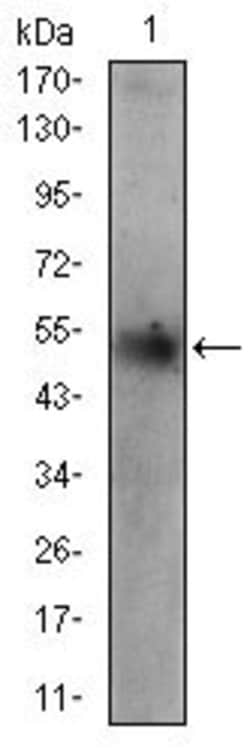 Invitrogen ADFP Monoclonal Antibody (2C5H8) 100 &mu;g; Unconjugated:Antibodies,