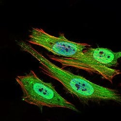 Invitrogen PON1 Monoclonal Antibody (4G8D3) 100 &mu;g; Unconjugated:Antibodies,