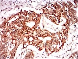 Invitrogen PON1 Monoclonal Antibody (4G8D3) 100 &mu;g; Unconjugated:Antibodies,