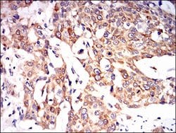 Invitrogen PON1 Monoclonal Antibody (4G8D3) 100 &mu;g; Unconjugated:Antibodies,