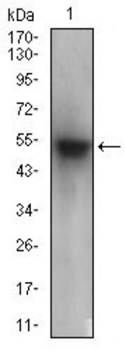 Invitrogen PON1 Monoclonal Antibody (4G8D3) 100 &mu;g; Unconjugated:Antibodies,