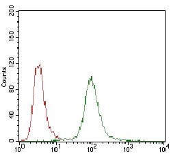 Invitrogen DARPP-32 Monoclonal Antibody (2G6D9) 100 &mu;g; Unconjugated:Antibodies,
