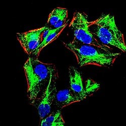 Invitrogen Blimp-1 Monoclonal Antibody (2F1B6) 100 &mu;g; Unconjugated:Antibodies,