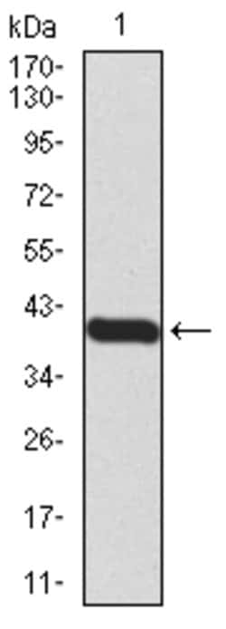 Invitrogen Blimp-1 Monoclonal Antibody (2F1B6) 100 &mu;g; Unconjugated:Antibodies,