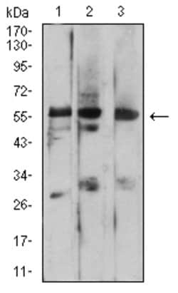 Invitrogen PSAP Monoclonal Antibody (3B4A8) 100 &mu;g; Unconjugated:Antibodies,
