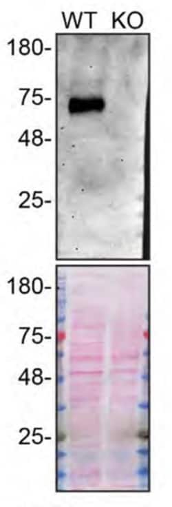 Invitrogen PSAP Monoclonal Antibody (3B4A8) 100 &mu;g | Buy Online | Invitrogen&trade; | Fisher Scientific
