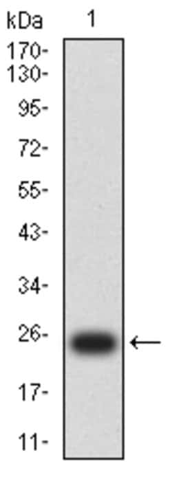 Invitrogen PSAP Monoclonal Antibody (3B4A8) 100 &mu;g; Unconjugated:Antibodies,