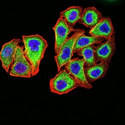 Invitrogen PSMC3 Monoclonal Antibody (1G10C9) 100 &mu;g; Unconjugated:Antibodies,