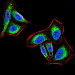 Invitrogen PTP1B Monoclonal Antibody (4F8F11) 100 &mu;g | Buy Online | Invitrogen&trade; | Fisher Scientific