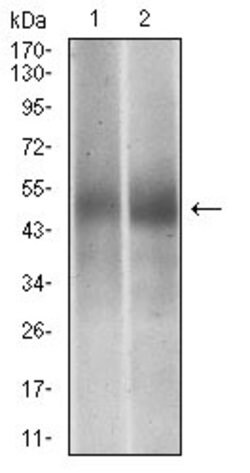 Invitrogen PTP1B Monoclonal Antibody (4F8F11) 100 &mu;g | Buy Online | Invitrogen&trade; | Fisher Scientific