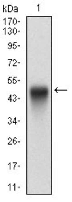 Invitrogen PTP1B Monoclonal Antibody (4F8F11) 100 &mu;g | Buy Online | Invitrogen&trade; | Fisher Scientific