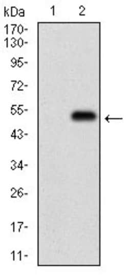 Invitrogen PTP1B Monoclonal Antibody (4F8F11) 100 &mu;g | Buy Online | Invitrogen&trade; | Fisher Scientific