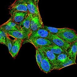 SHP-1 Monoclonal Antibody (2E9E4), Invitrogen 100 &mu;g; Unconjugated:Antibodies,