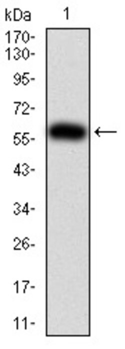 SHP-1 Monoclonal Antibody (2E9E4), Invitrogen 100 &mu;g; Unconjugated:Antibodies,