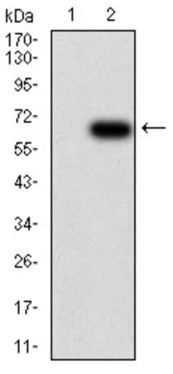 SHP-1 Monoclonal Antibody (2E9E4), Invitrogen 100 &mu;g; Unconjugated:Antibodies,